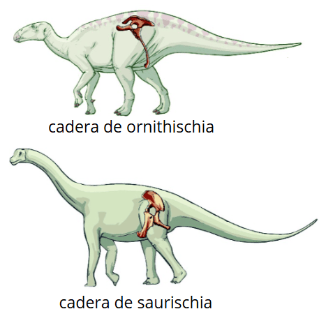 Comparación de la estructura de cadera Saurischia y Ornithischia de los dinosaurios