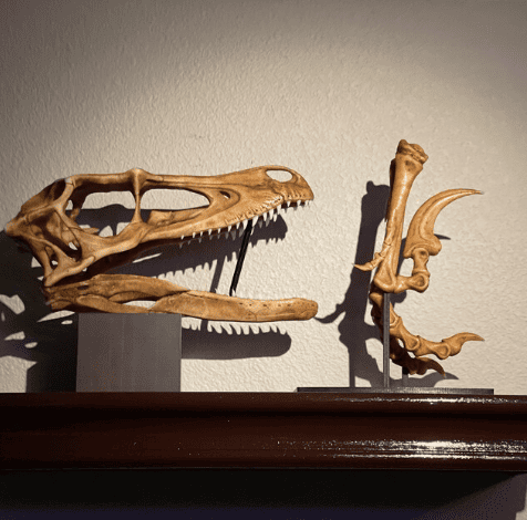 Primer fósil encontrado de un Velociraptor, el cráneo y una de sus garras