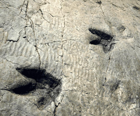 Huellas de dinosaurio fosilizadas