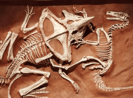Fósil 'Fighting Dinosaurs' mostrando a Velociraptor y Protoceratops fosilizados en combate