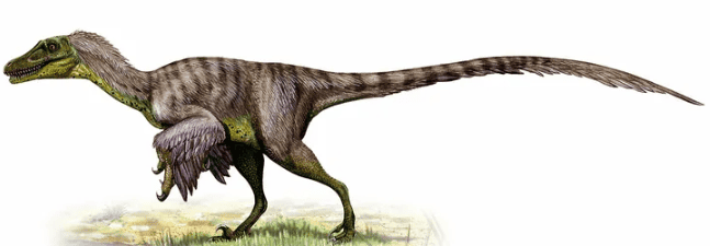 Imagen de un Velociraptor real.